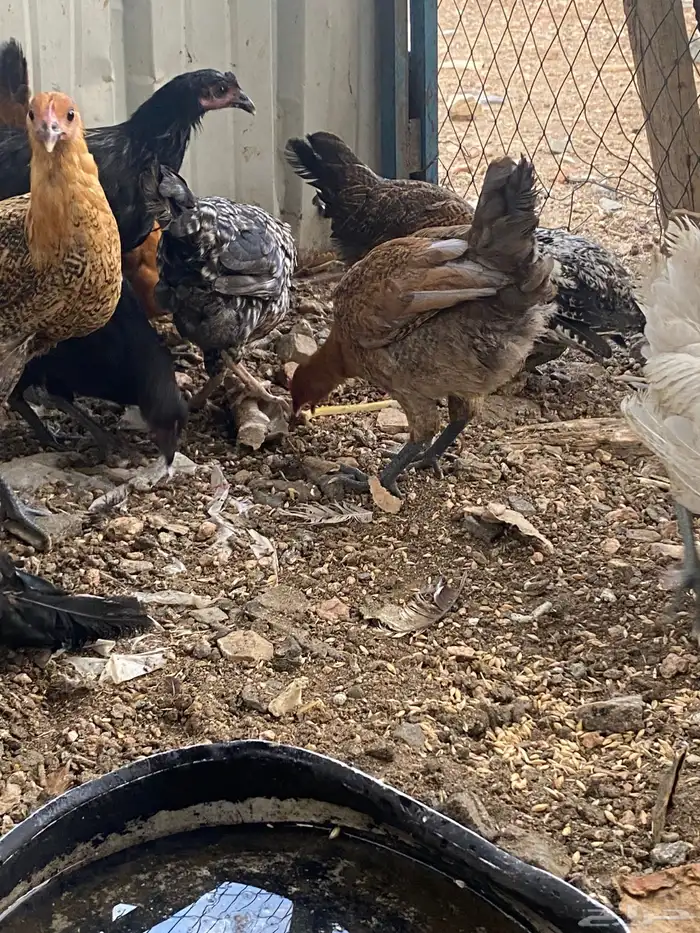دجاج بشاير على وشك يبيض 4