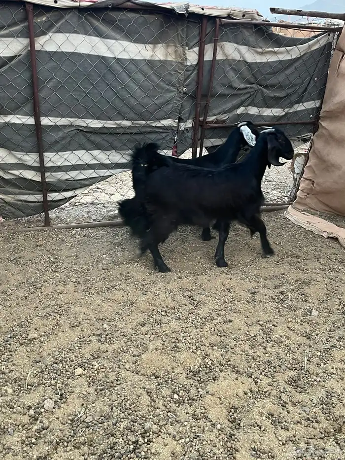 جفار مقنوي وذبح 1