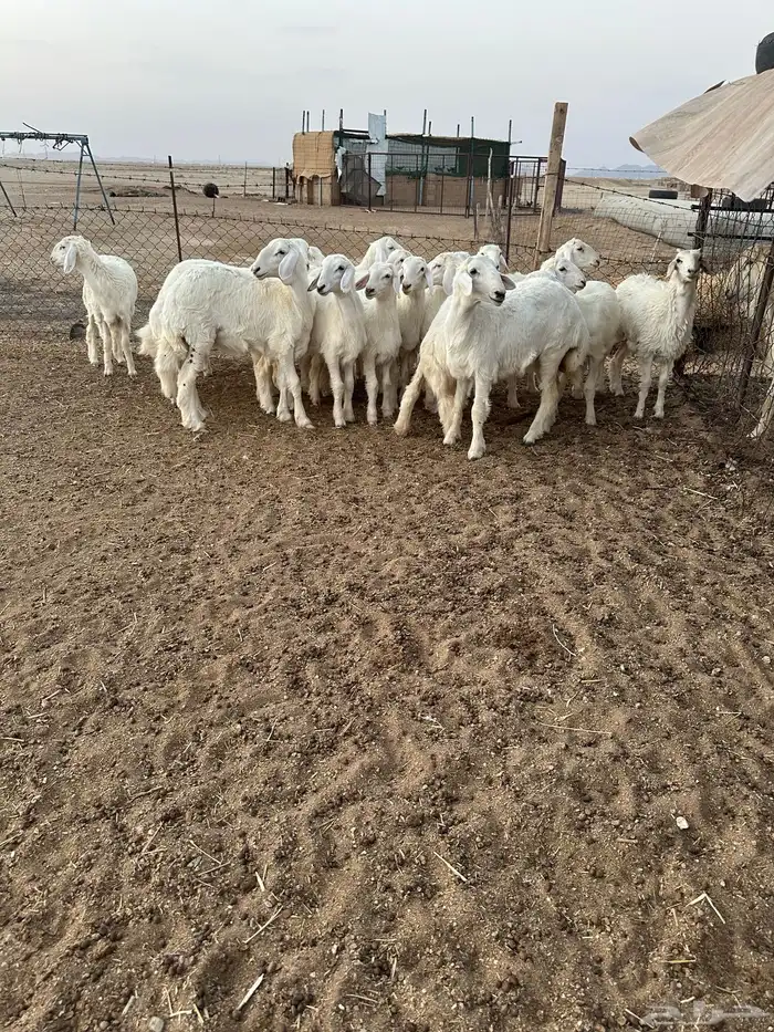 رخال حريات طيبه 6