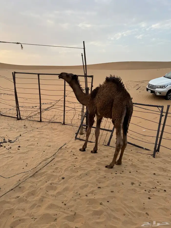 قعود كفو 3