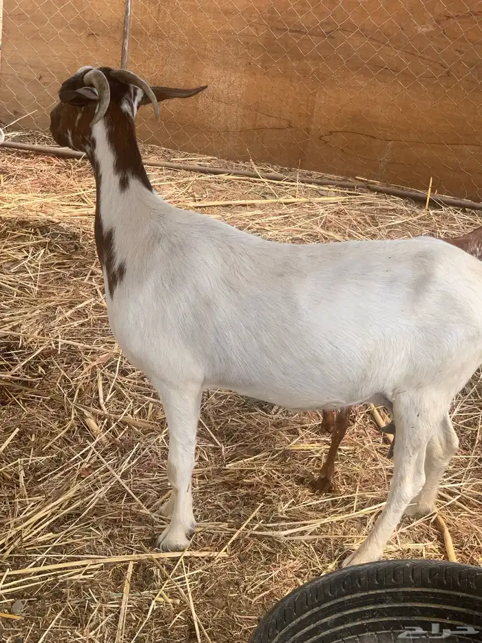 معز بنته 1