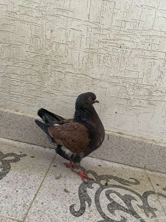 للبيع جوزين كنق 10
