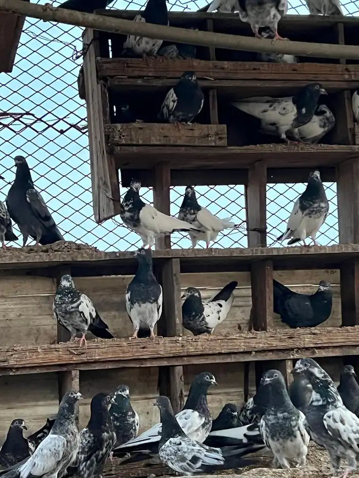 حمام باكستاني للبيع 2