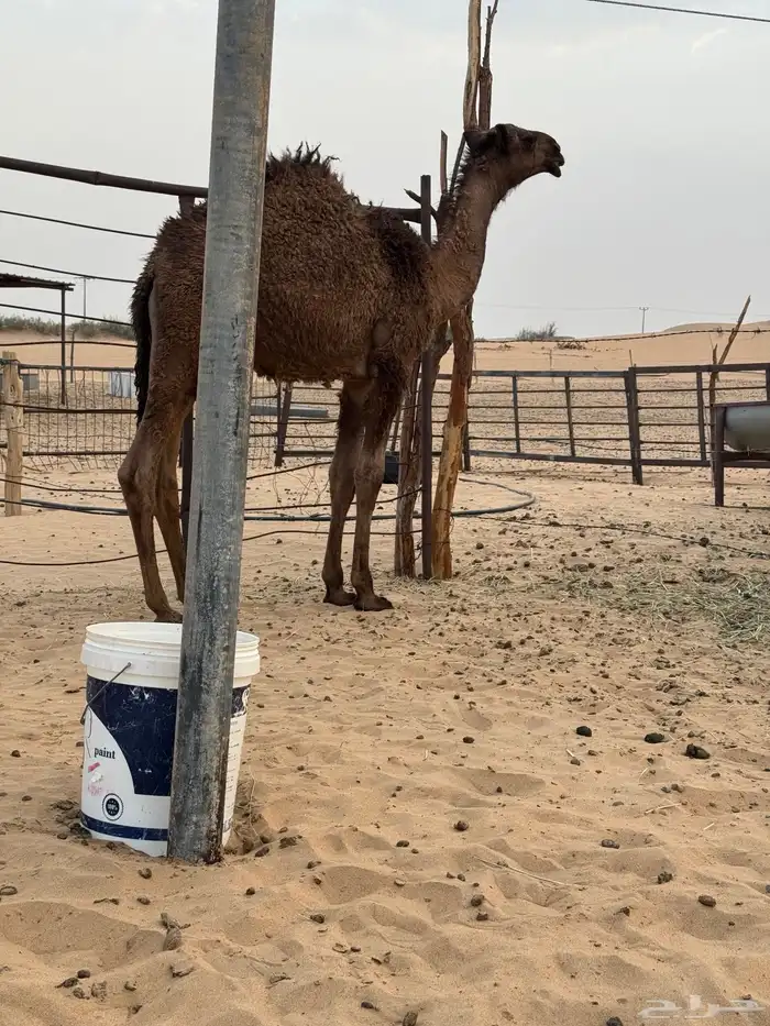 قعود كفو 1