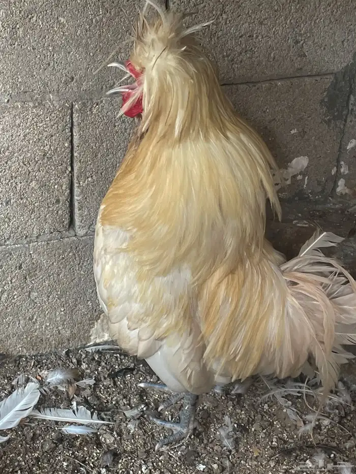 دجاج بولش منتج 2