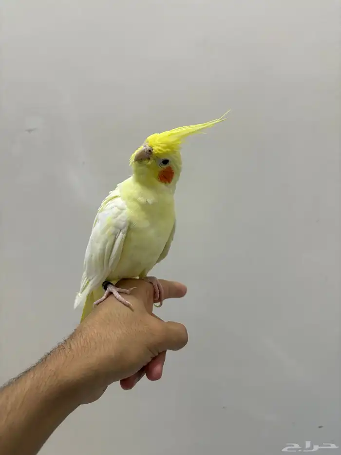 كروان لاتينو اليف 4