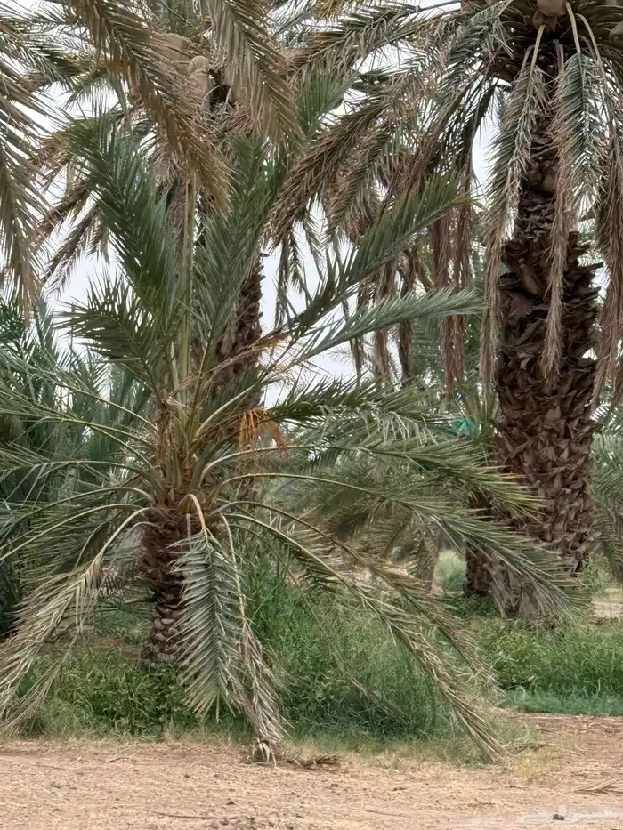 نخل طوال للبيع - عنبره 4