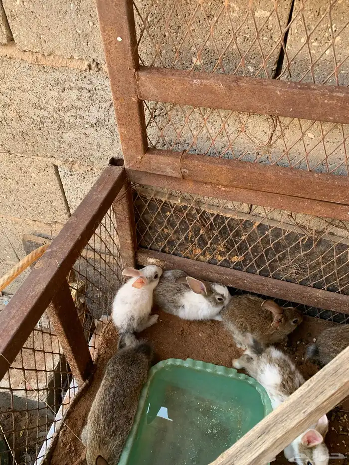 ارانب صغاار 0