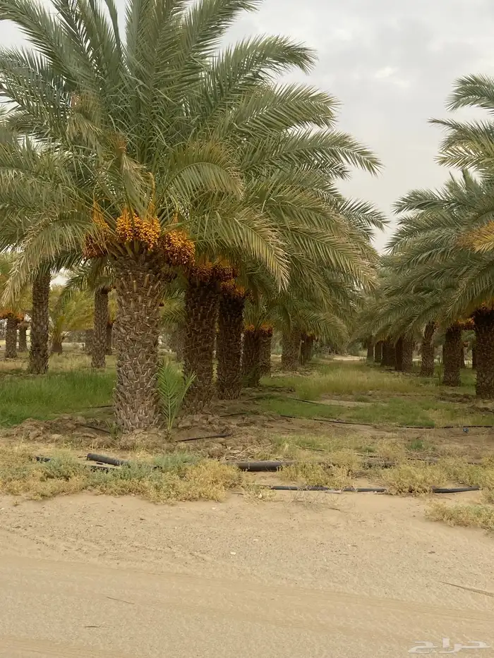 نخل سلج وصفري طول 3 و4 متر 1