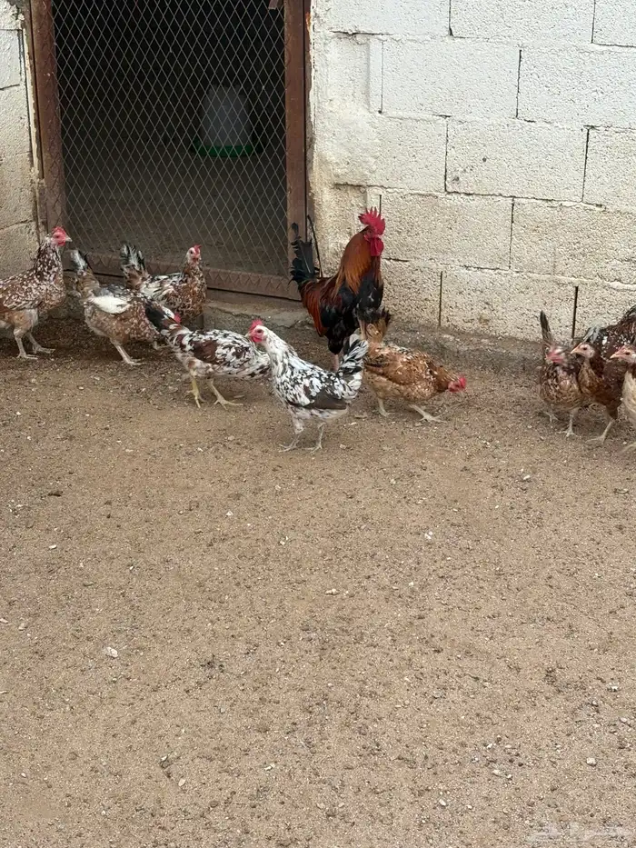 دجاج بلدي ماكنتوش 1