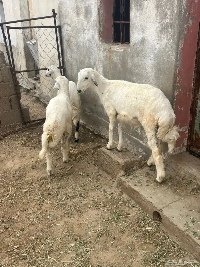 3 خرفان 7
