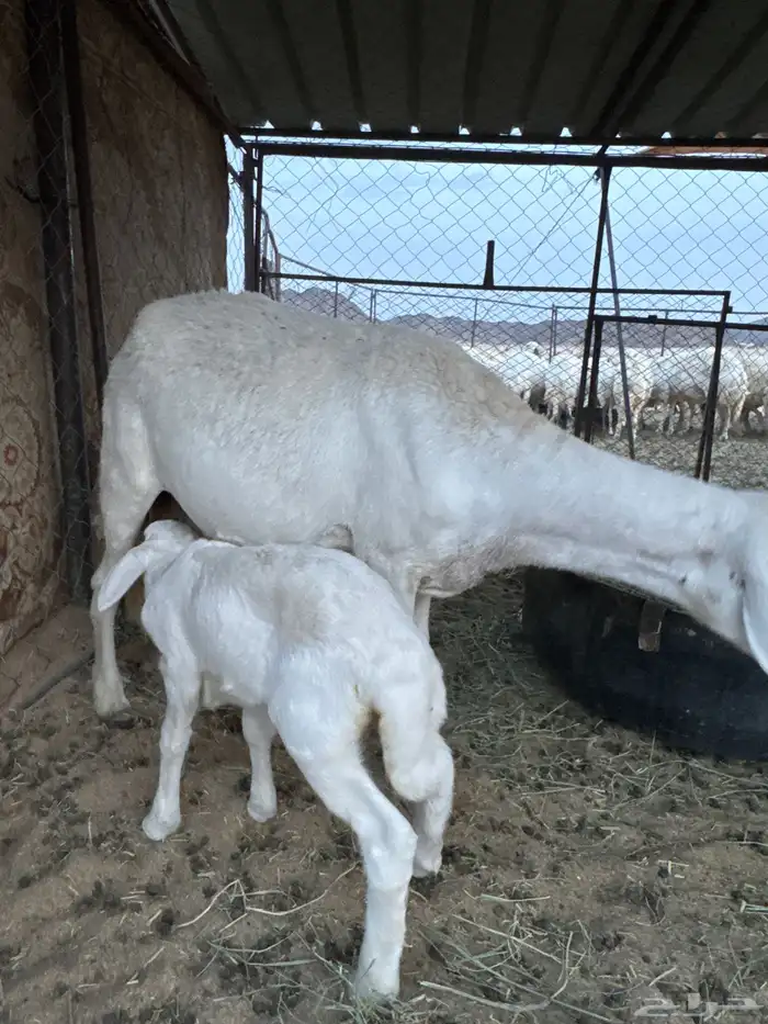 متبع تحتها رخل وخروف فحل كفو وإنتاجه كفو 13