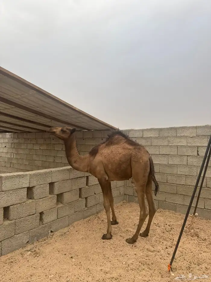 بكره نظيفه شرط اللي يبي مقطع لها يراسلني واتس 2
