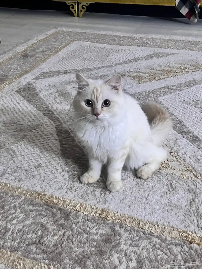 قط للبيع 1