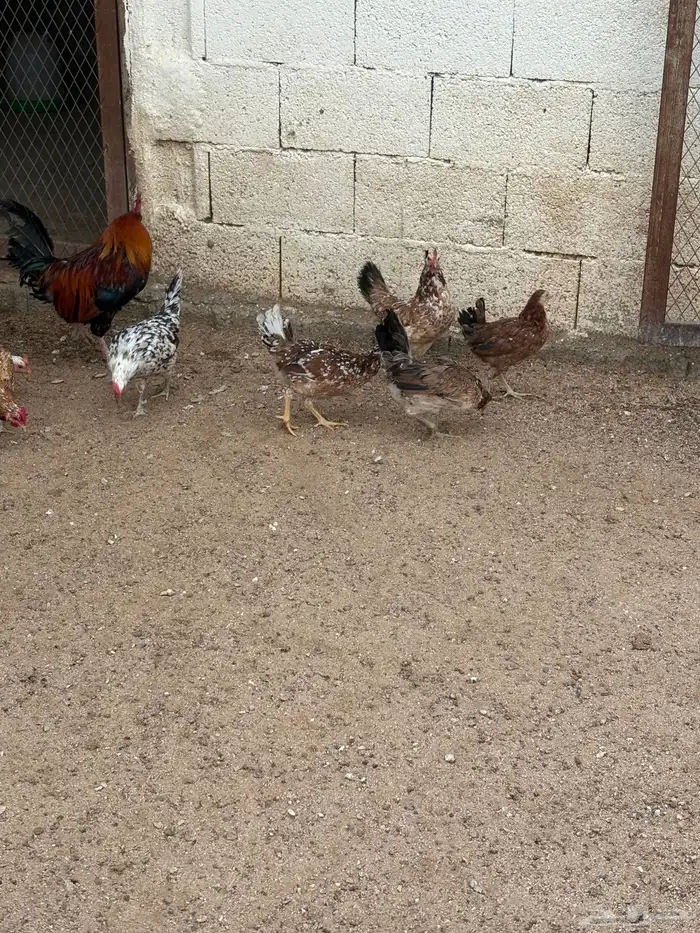 دجاج بلدي ماكنتوش 2