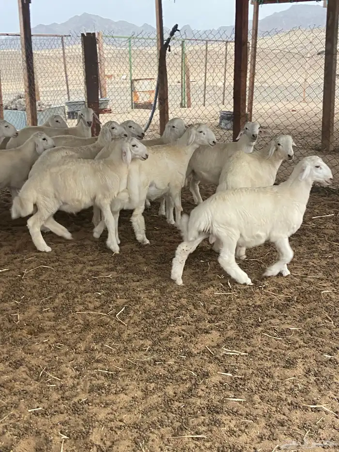 طليان حريه فاخره وفيها مشاريع 2