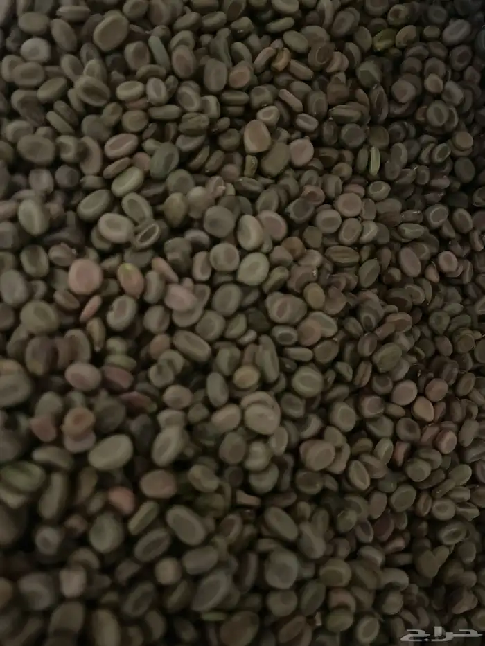 بذور طلح نجدي جديد ونضيف 6
