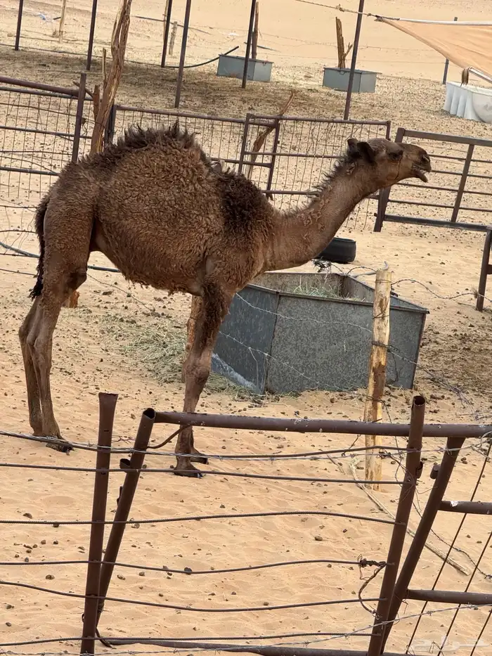 قعود كفو 2