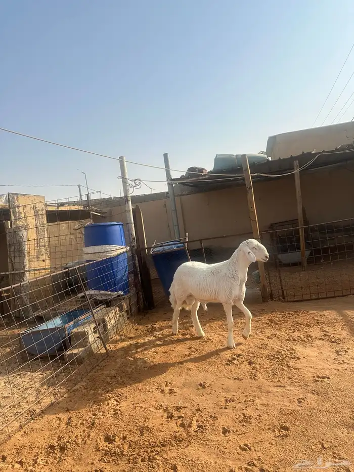 فحل صنف حري 3