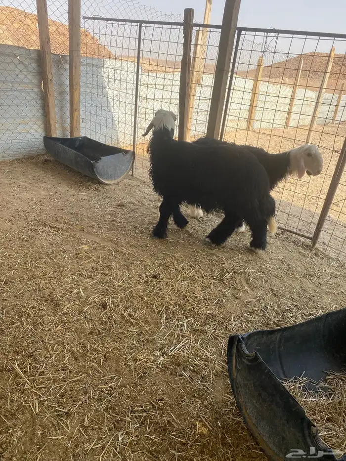 خرفان نجد جذعان سمان و طيبه 0