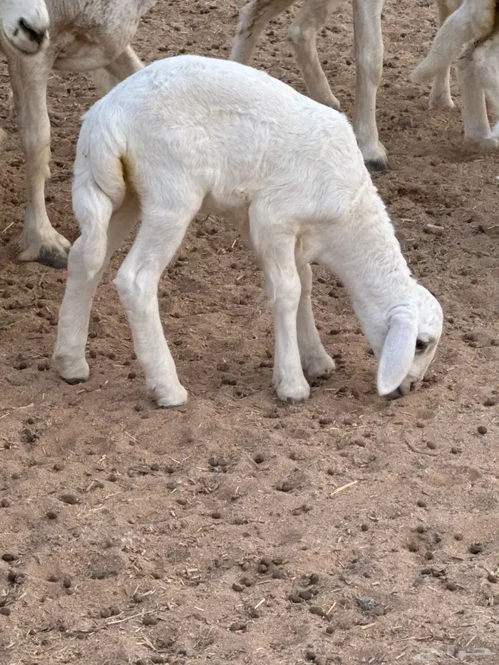 متبع تحتها رخل وخروف فحل كفو وإنتاجه كفو 1