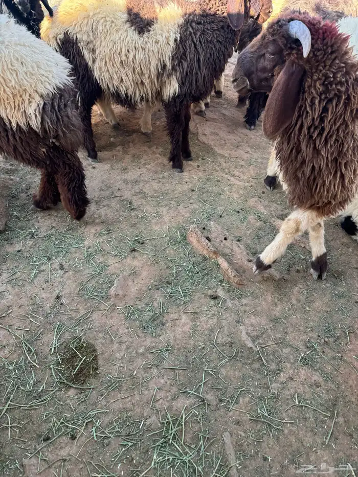 الجوف سكاكا 3