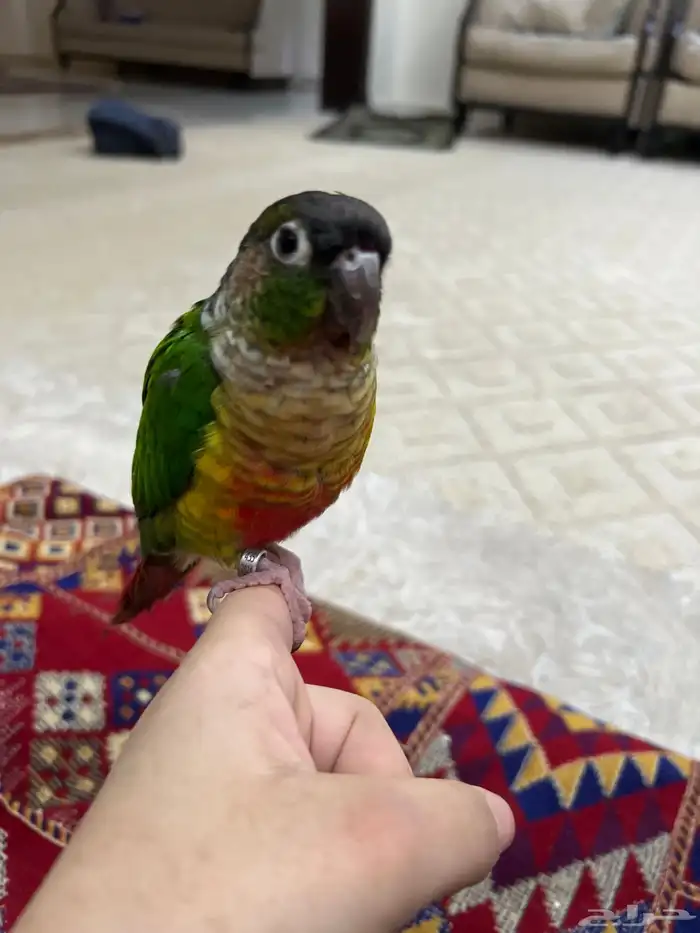 كنيور يالو سايد اليف للبيع 1
