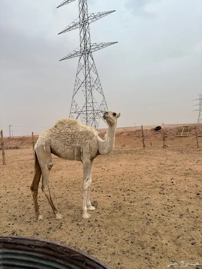 للبيع خلفه 7