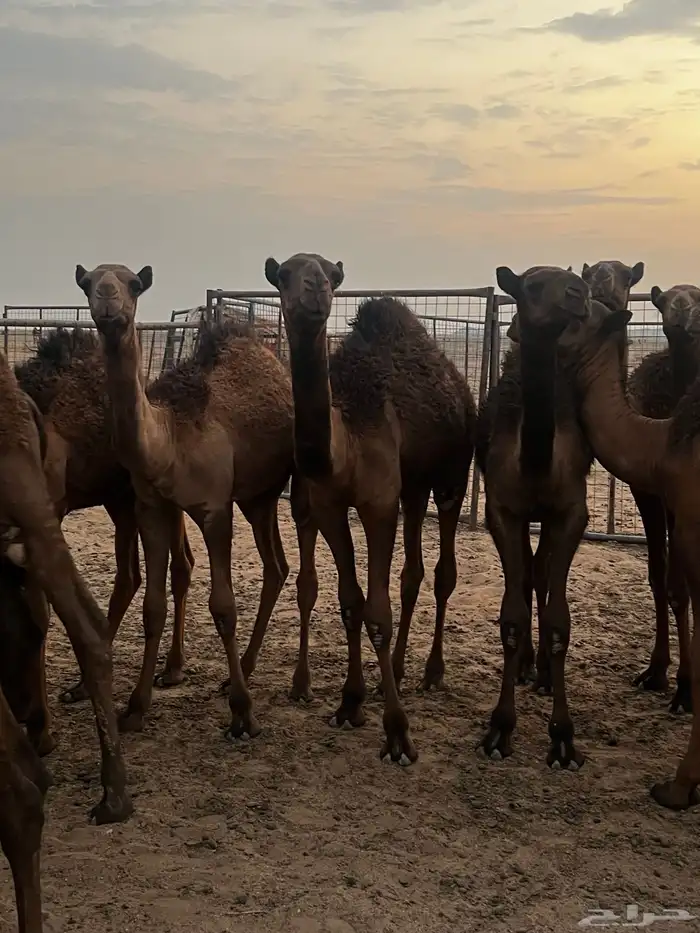 قعود لباني قعدان لبانيه العدد22 3