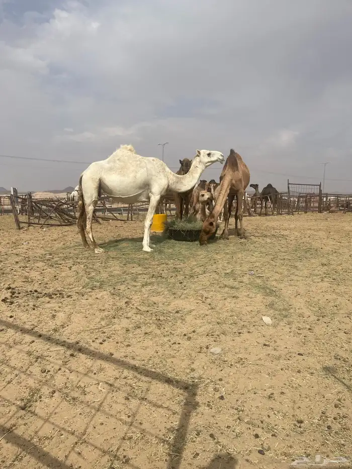 للبيع ناقه لقحه مغتر 2