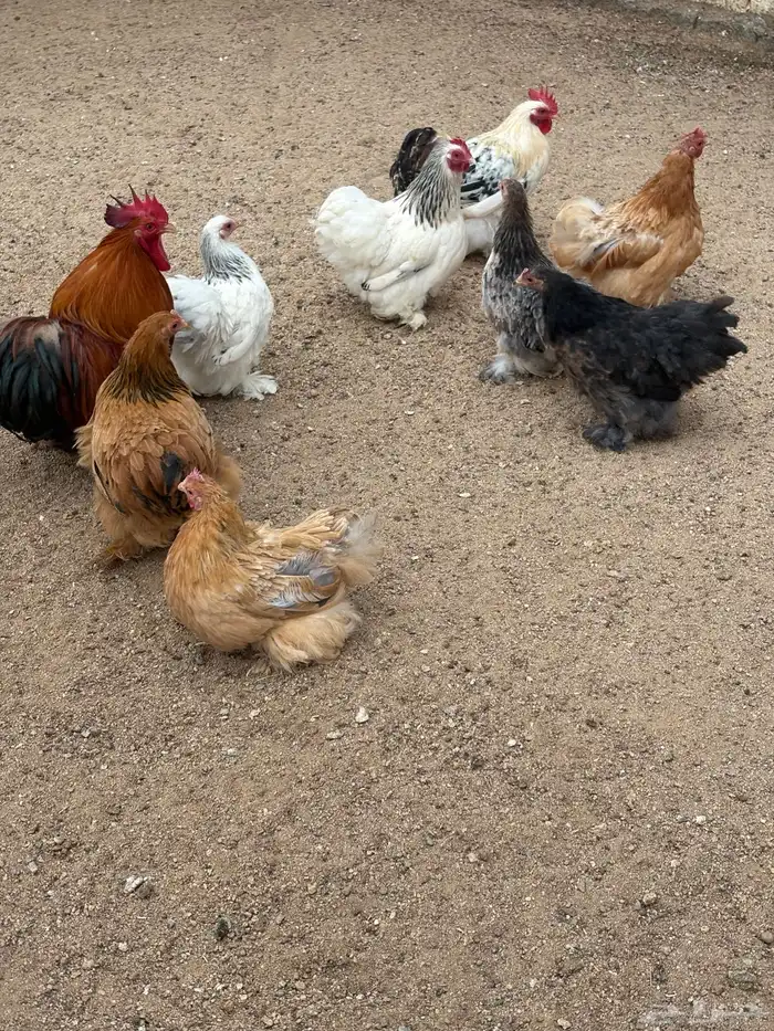 دجاج كوشن للبيع 6