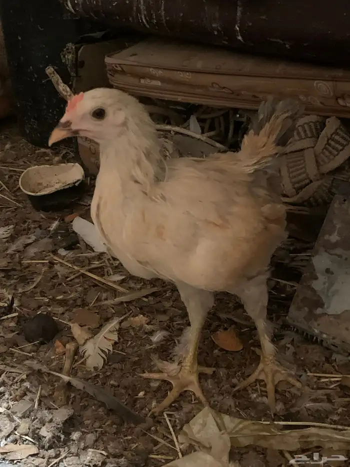 دجاج براهما 2