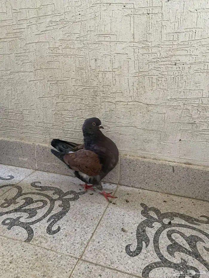 للبيع جوزين كنق 7