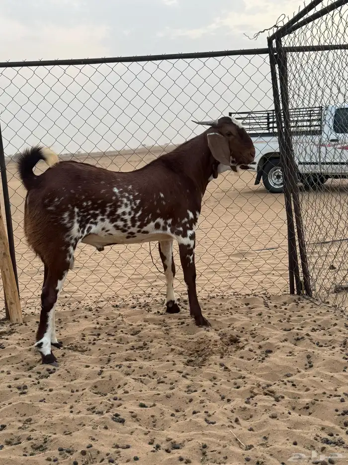 تيس مشروع فحل( تم البيع ) 0