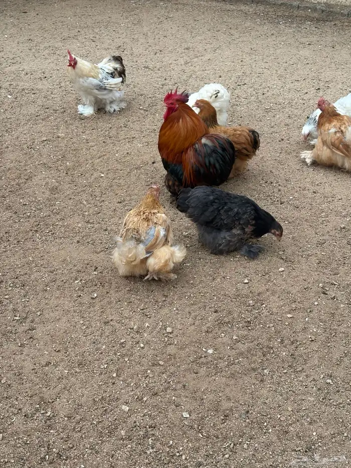 دجاج كوشن للبيع 8