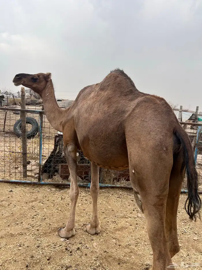 ناقه حمراء لقحه 2