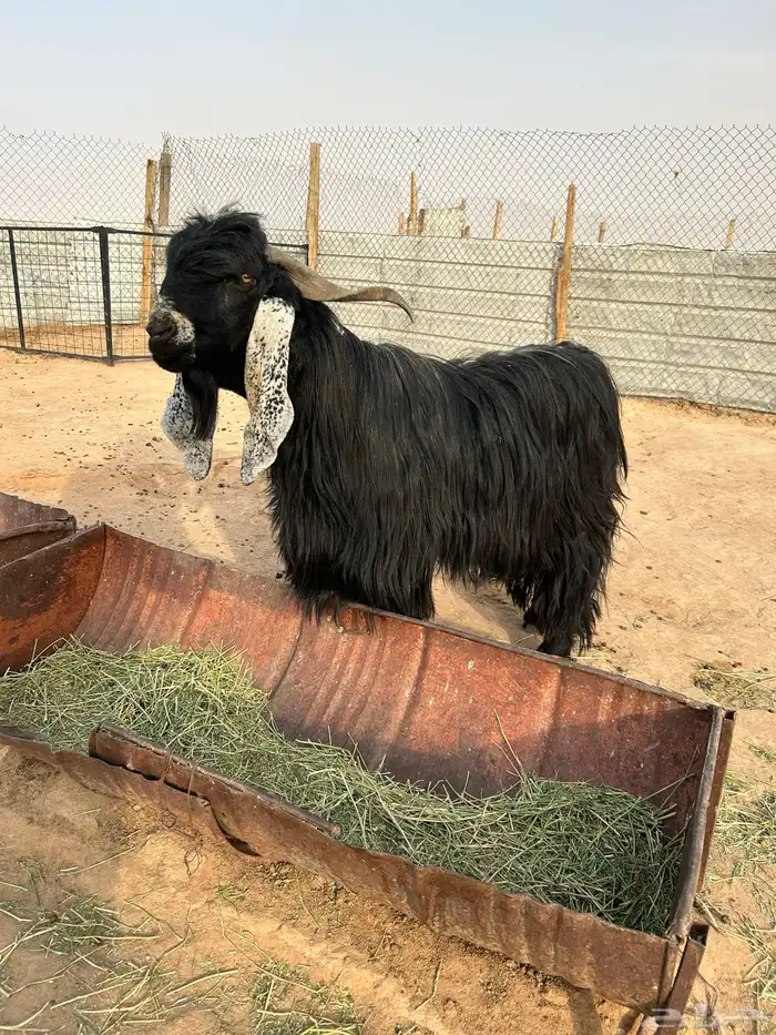 للبيع تيس عارضي 3