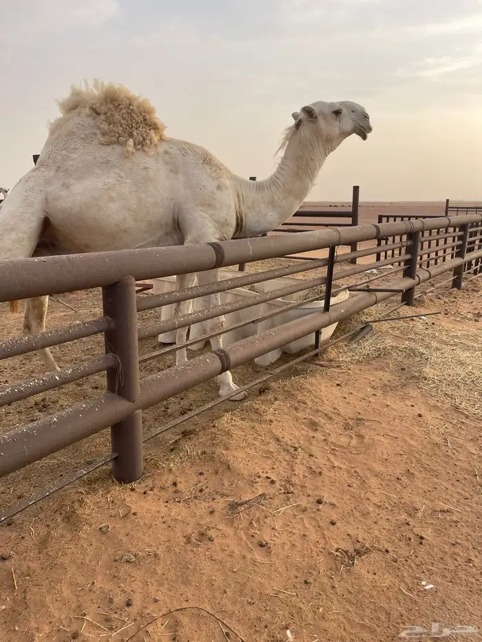 القعود للبيع 0