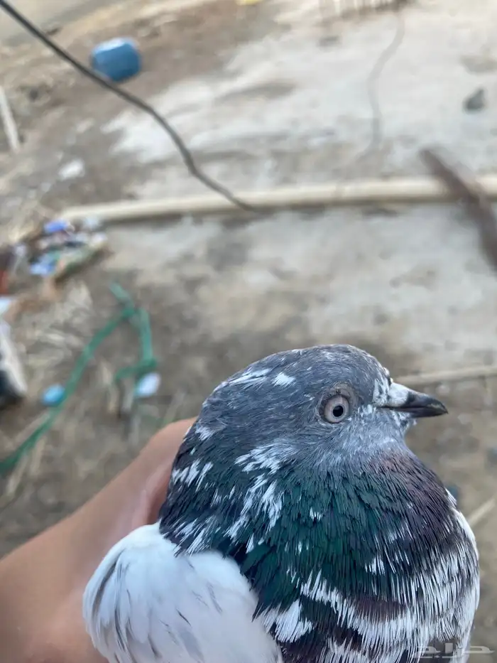 حمامه باكستانيه 1
