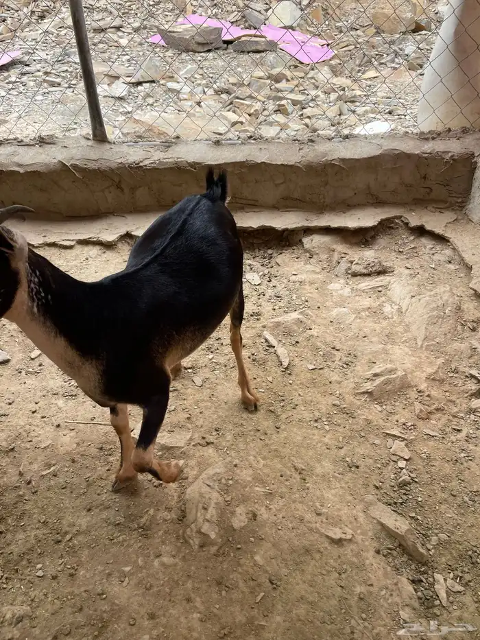 للبيع جفره عناق حو كفو لون جرم وشعره 5