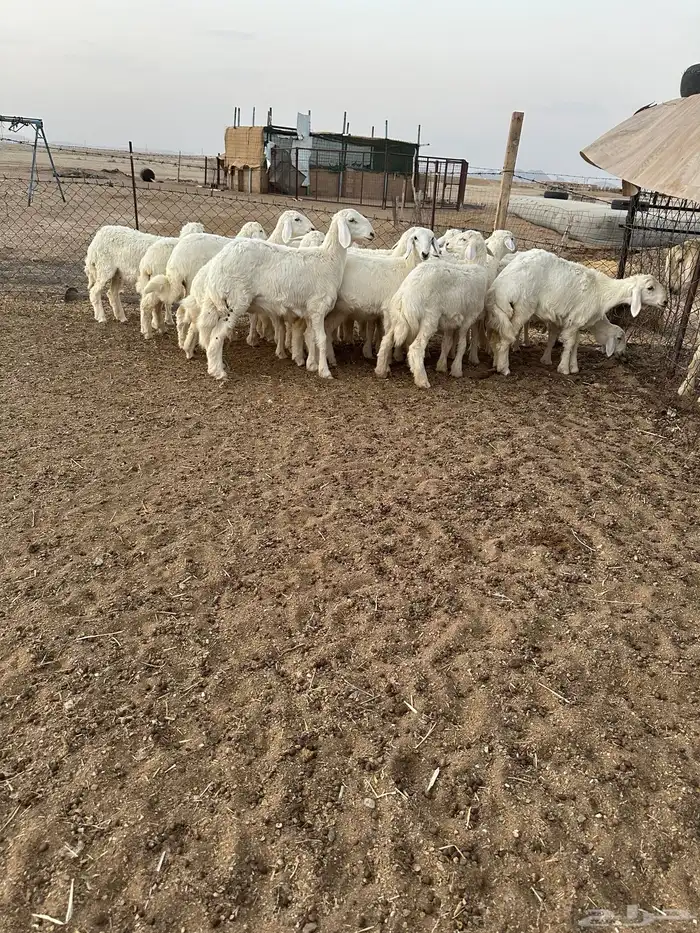 رخال حريات طيبه 3