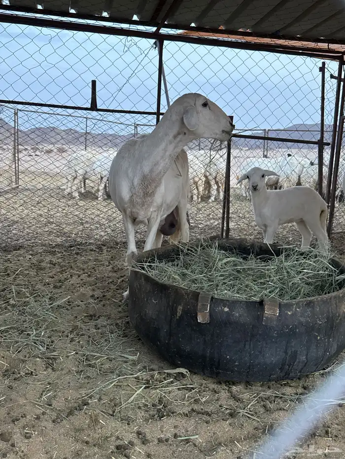 متبع تحتها رخل وخروف فحل كفو وإنتاجه كفو 9