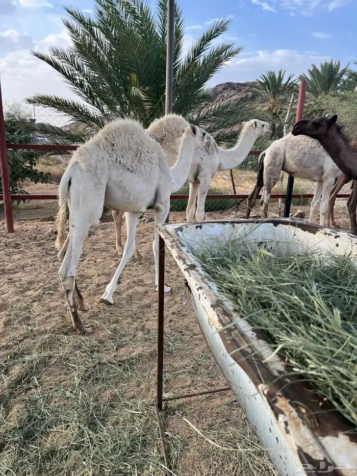 قعدان للبيع 0