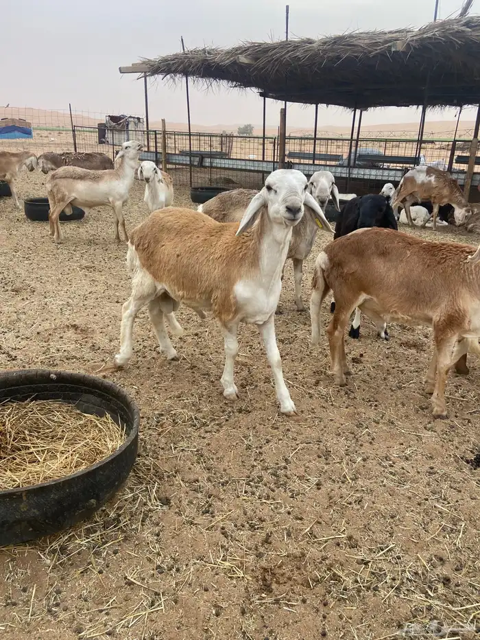 ذبايح سواكن مرابي 2