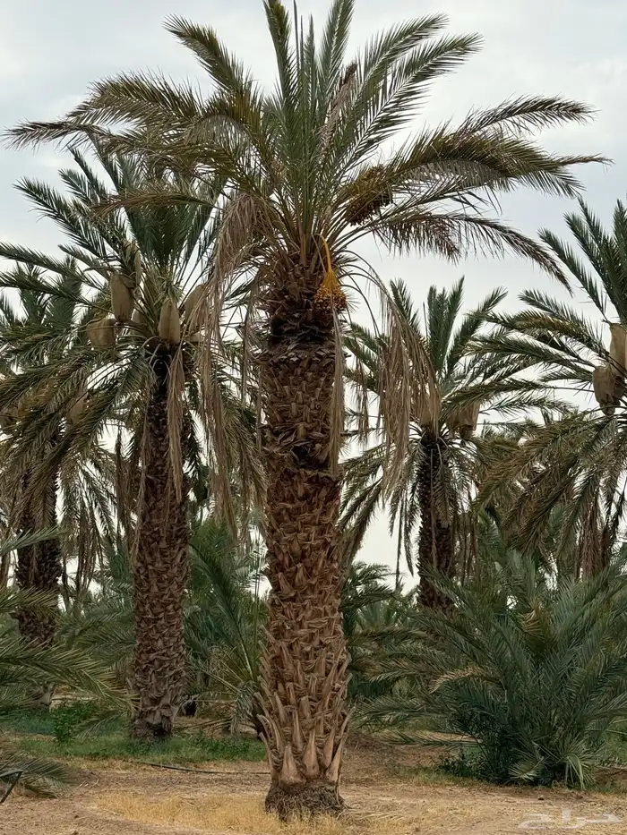نخل طوال للبيع - عنبره 2
