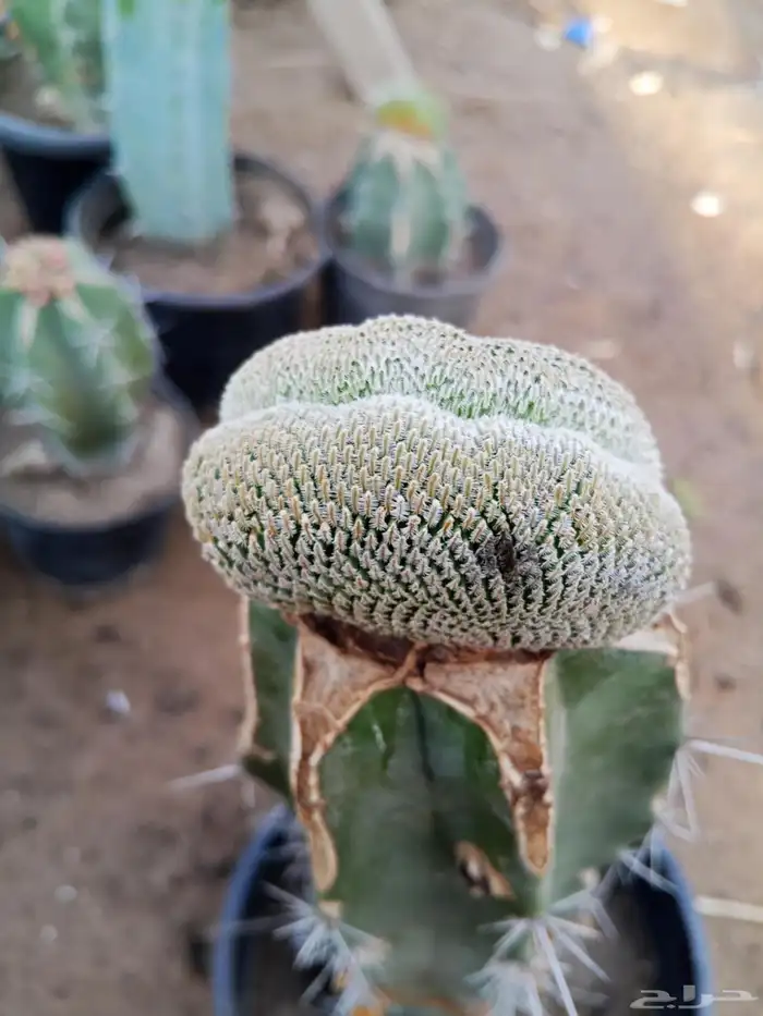 صبارات مستورده 6
