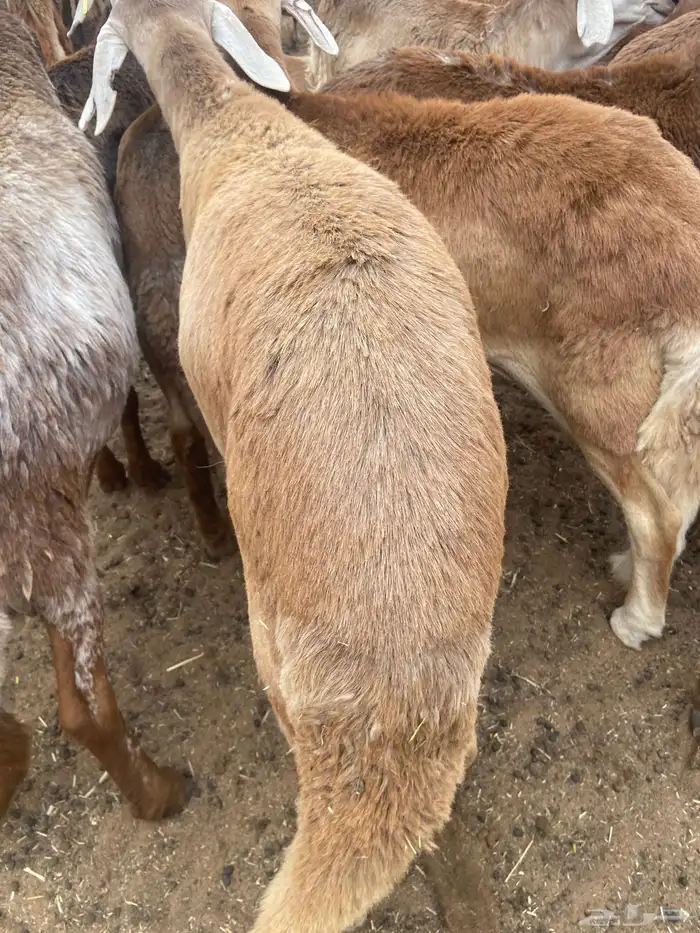 ذبايح سواكن مرابي 6