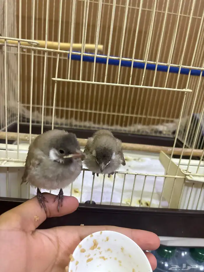 بلبل حساوي 3