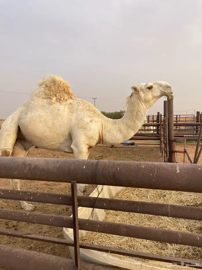 القعود للبيع 1