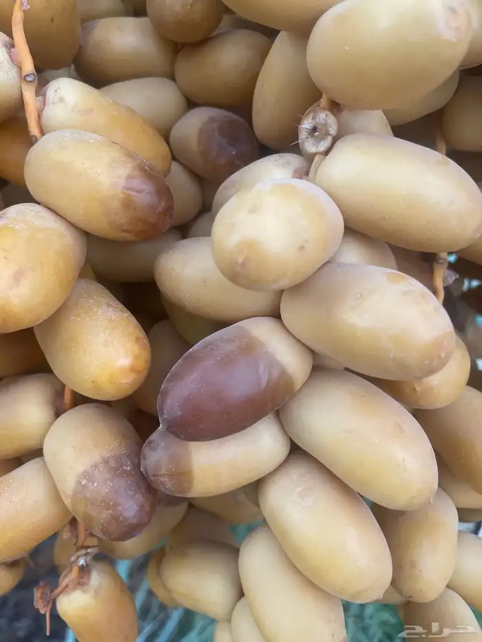 خرفه 5